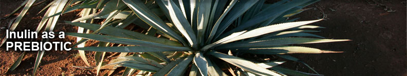 inulin
